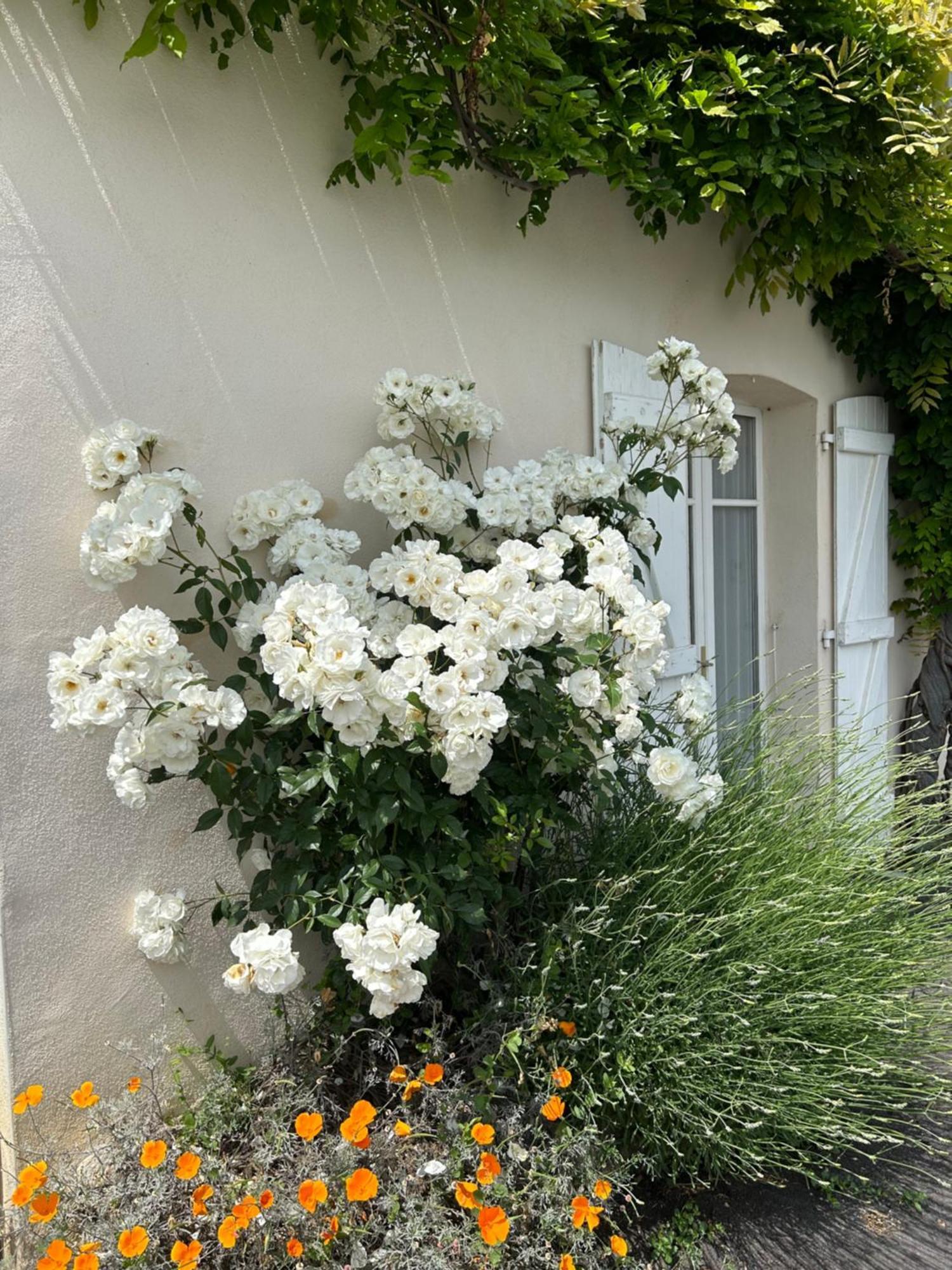 La Glycine B&B Sainte-Colombe  Экстерьер фото